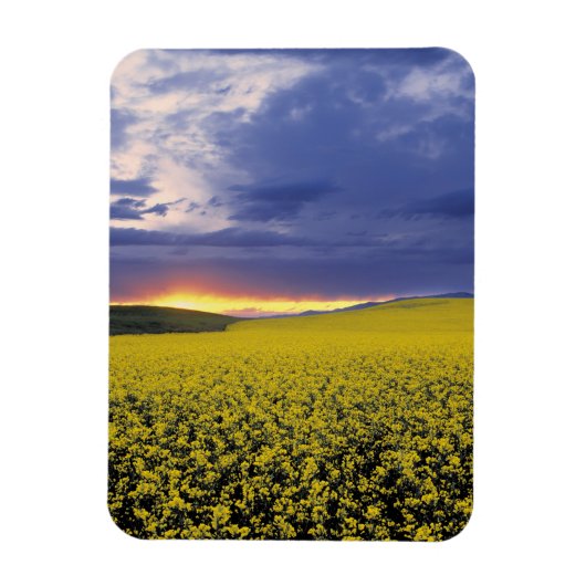 USA, Idaho, Swan Valley. Een woeste zonnebrand Magneet (Verticaal)