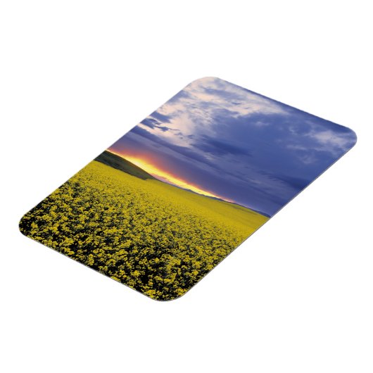 USA, Idaho, Swan Valley. Een woeste zonnebrand Magneet (Linkerzijde)