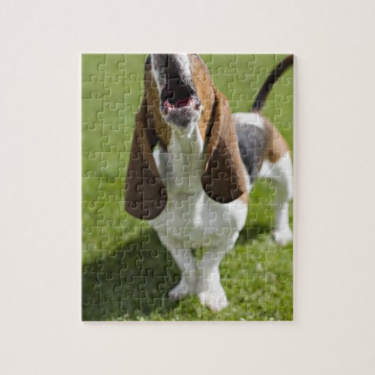 USA, Illinois, Washington, Portrait of Bassett Legpuzzel (Verticaal)