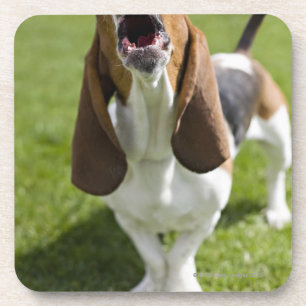 USA, Illinois, Washington, Portrait of Bassett Onderzetter