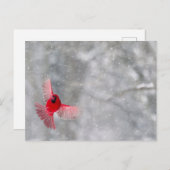 USA, Indiana, Indianapolis. A kardinaal Briefkaart (Voorkant / Achterkant)