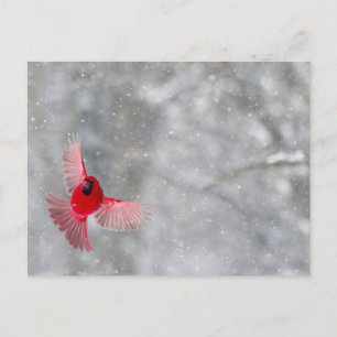 USA, Indiana, Indianapolis. A kardinaal Briefkaart