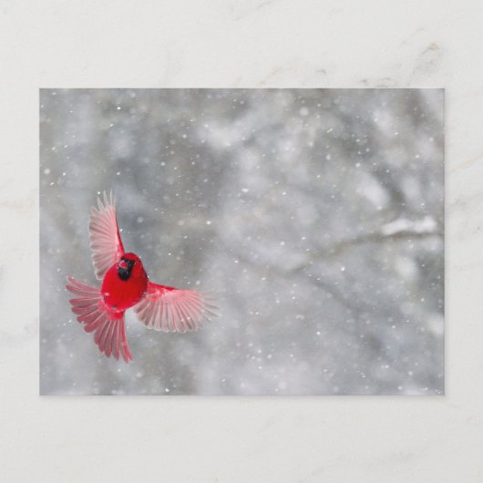 USA, Indiana, Indianapolis. A kardinaal Briefkaart (Voorkant)