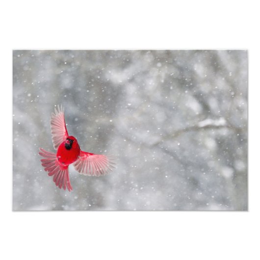 USA, Indiana, Indianapolis. A kardinaal Foto Afdruk (Voorkant)