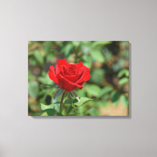 USA, Kansas, Red Rose Canvas Afdruk