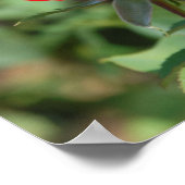 USA, Kansas, Red Rose Poster (Hoek)