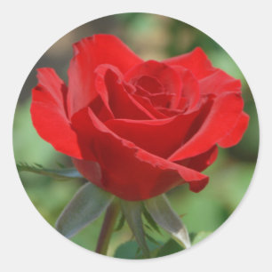 USA, Kansas, Red Rose Ronde Sticker
