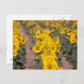 USA, Kansas. Sunflowers Briefkaart (Voorkant / Achterkant)