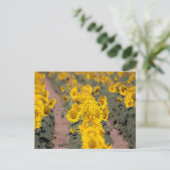 USA, Kansas. Sunflowers Briefkaart (Staand voorkant)