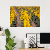 USA, Kansas. Sunflowers Poster (Thuiskantoor)