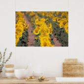 USA, Kansas. Sunflowers Poster (Keuken)