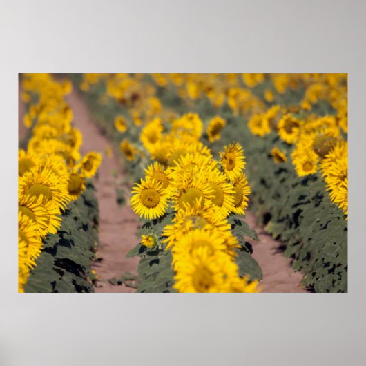 USA, Kansas. Sunflowers Poster (Voorkant)