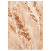 USA, Kansas, Wheat at Harvest Time Klembord (Achterkant)