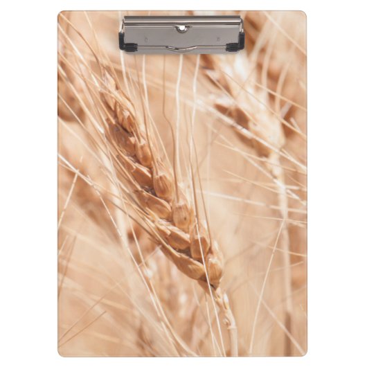 USA, Kansas, Wheat at Harvest Time Klembord (Voorkant)