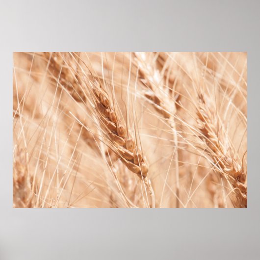 USA, Kansas, Wheat at Harvest Time Poster (Voorkant)