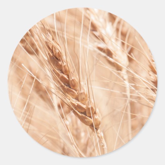 USA, Kansas, Wheat at Harvest Time Ronde Sticker (Voorkant)