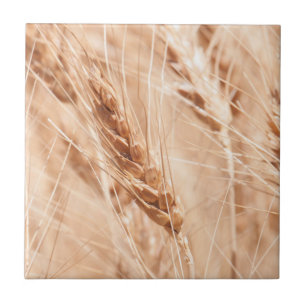 USA, Kansas, Wheat at Harvest Time Tegeltje