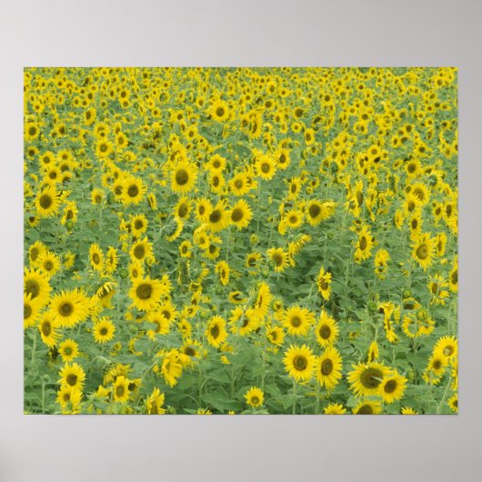 USA, Kentucky, Fayette County Pattern in field Poster (Voorkant)