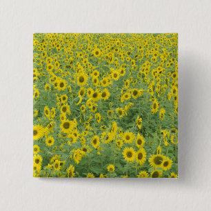 USA, Kentucky, Fayette County Pattern in field Vierkante Button 5,1 Cm