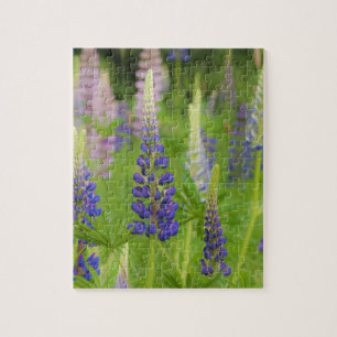 USA, Maine, Acadia National Park. Gebied van Legpuzzel