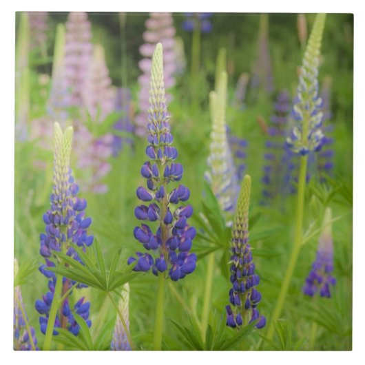 USA, Maine, Acadia National Park. Gebied van Tegeltje (Voorkant)