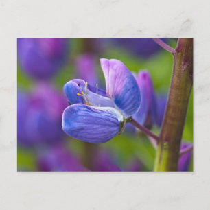 USA, Maine, Acadia National Park. Sluiting van Briefkaart