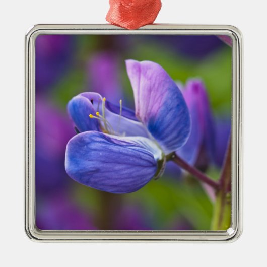 USA, Maine, Acadia National Park. Sluiting van Metalen Ornament (Voorkant)