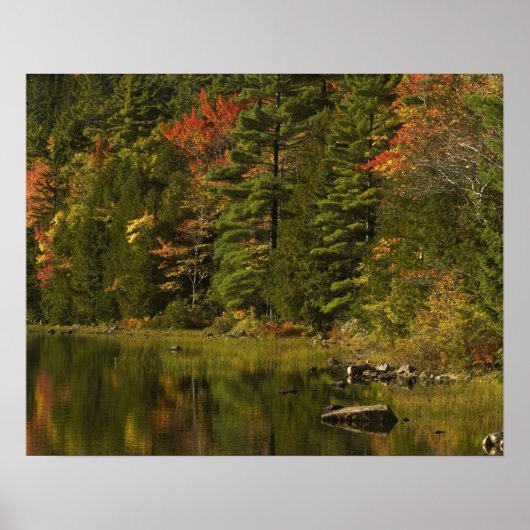USA; Maine; Acadia NP. reflectie van de herfst bij Poster (Voorkant)
