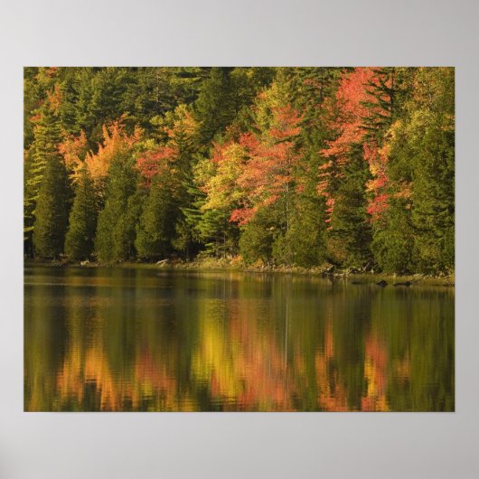 USA; Maine; Acadia NP. reflectie van de herfst bij Poster (Voorkant)