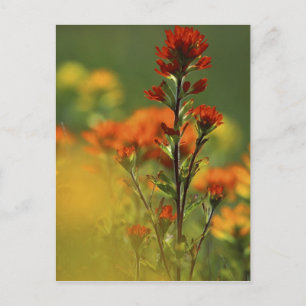 USA, Michigan, Drummond Island, Maxton Plains, Briefkaart