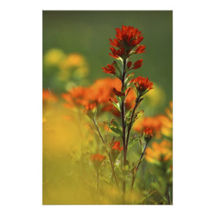 USA, Michigan, Drummond Island, Maxton Plains, Foto Afdruk