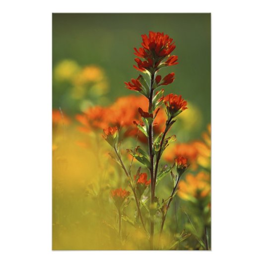 USA, Michigan, Drummond Island, Maxton Plains, Foto Afdruk (Voorkant)