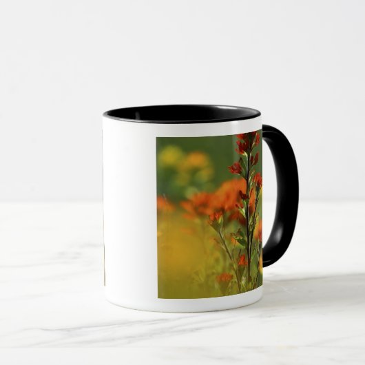 USA, Michigan, Drummond Island, Maxton Plains, Mok (Voorkant rechts)