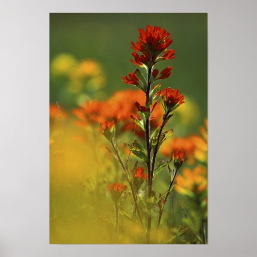 USA, Michigan, Drummond Island, Maxton Plains, Poster (Voorkant)