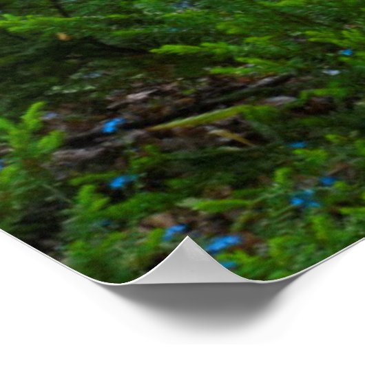 USA, Michigan. Path Thru The Woods Poster (Hoek)