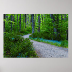 USA, Michigan. Path Thru The Woods Poster