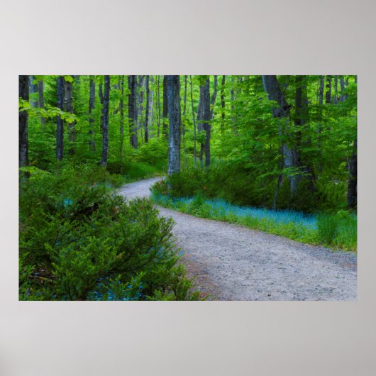 USA, Michigan. Path Thru The Woods Poster (Voorkant)