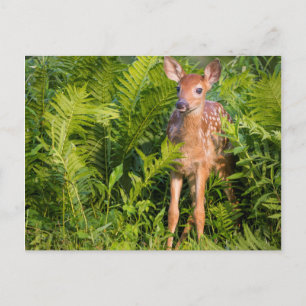 USA, Minnesota, Sandstone, Minnesota Wildlife 10 Briefkaart