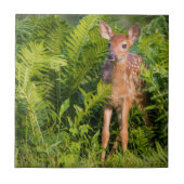 USA, Minnesota, Sandstone, Minnesota Wildlife 10 Tegeltje (Voorkant)