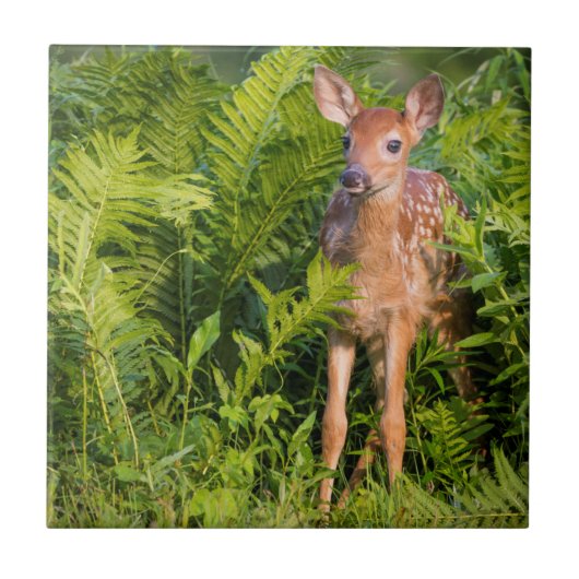 USA, Minnesota, Sandstone, Minnesota Wildlife 10 Tegeltje (Voorkant)