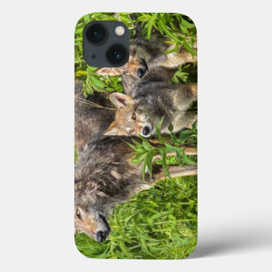 USA, Minnesota, Sandstone, Minnesota Wildlife 12 Case-Mate iPhone Case (Achterkant)