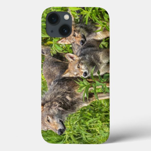 USA, Minnesota, Sandstone, Minnesota Wildlife 12 Case-Mate iPhone Case (Achterkant)