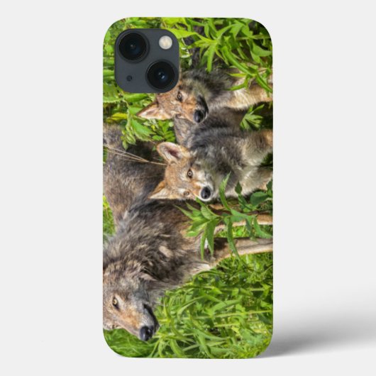 USA, Minnesota, Sandstone, Minnesota Wildlife 12 Case-Mate iPhone Case (Achterkant)