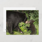 USA, Minnesota, Sandstone, Minnesota Wildlife 13 Briefkaart (Voorkant / Achterkant)