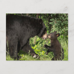 USA, Minnesota, Sandstone, Minnesota Wildlife 13 Briefkaart