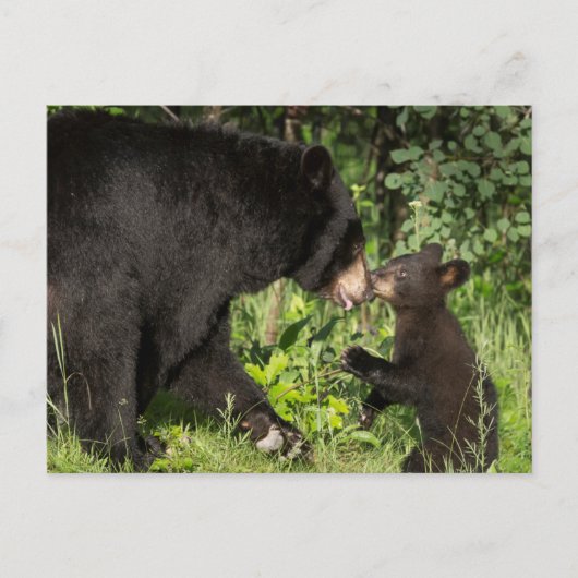 USA, Minnesota, Sandstone, Minnesota Wildlife 13 Briefkaart (Voorkant)