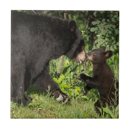 USA, Minnesota, Sandstone, Minnesota Wildlife 13 Tegeltje (Voorkant)