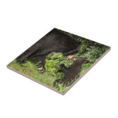 USA, Minnesota, Sandstone, Minnesota Wildlife 13 Tegeltje (Zijkant)