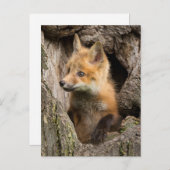 USA, Minnesota, Sandstone, Minnesota Wildlife 14 Briefkaart (Voorkant / Achterkant)