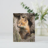 USA, Minnesota, Sandstone, Minnesota Wildlife 14 Briefkaart (Staand voorkant)